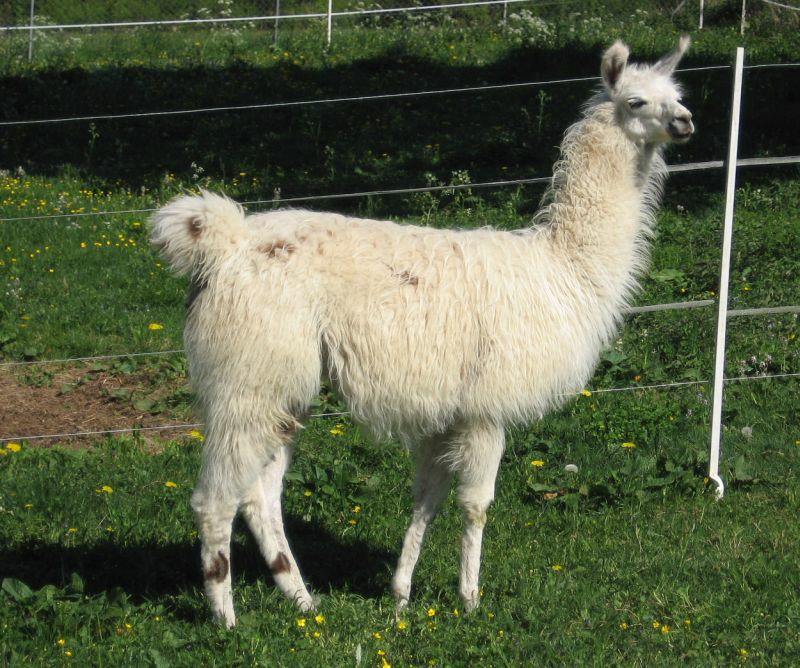 sancho_rechts.jpg
